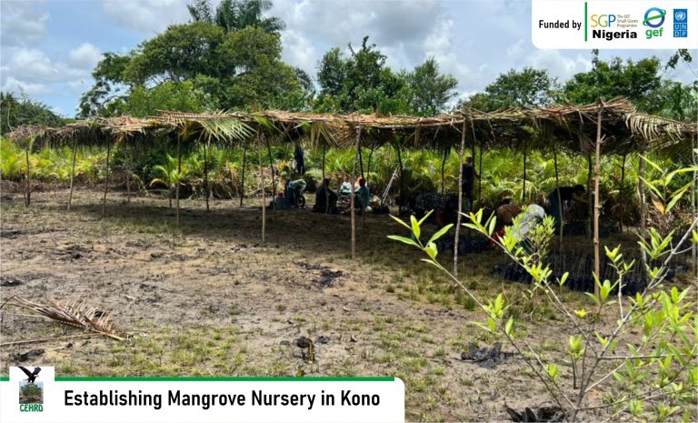 CEHRD Has Established Mangrove Restoration Site in Kono Community, Rivers State
