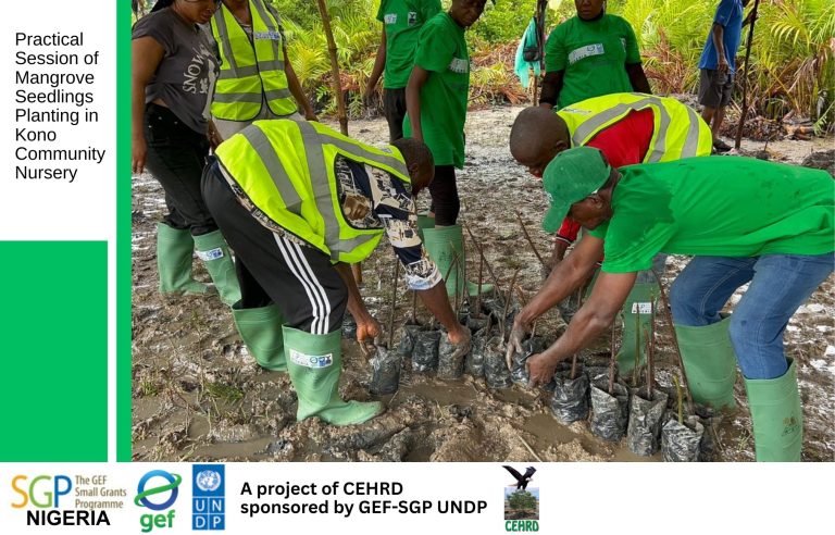 Mangrove Restoration: CEHRD Plants 1500 Mangrove Seedlings In Kono Community